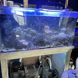 Big Saltwater Tank And Set Up With Fish
