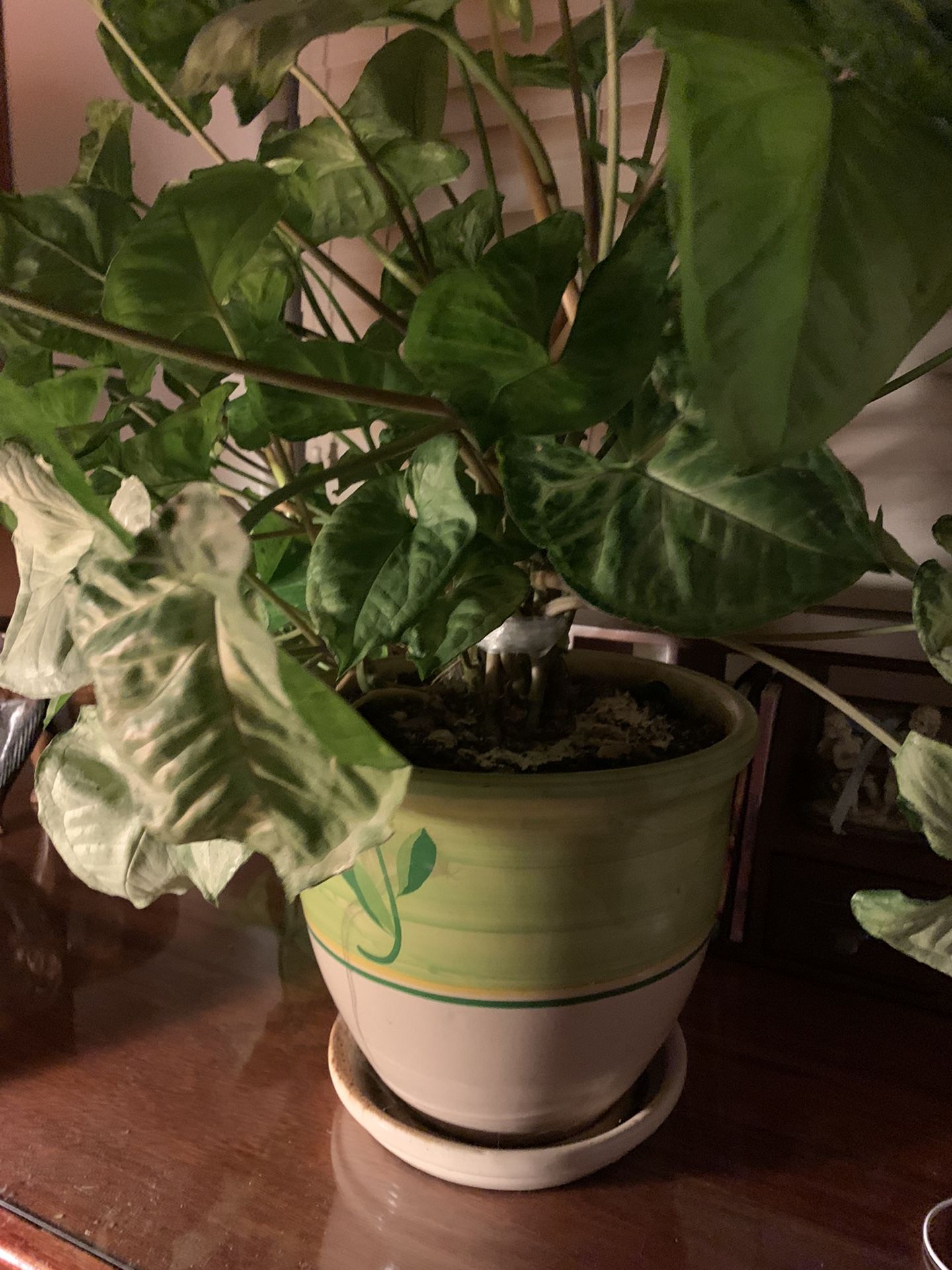 Large House Plants For Sale This One $20