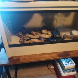 Snake Enclosure