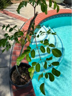 Moringa live tree/ plant