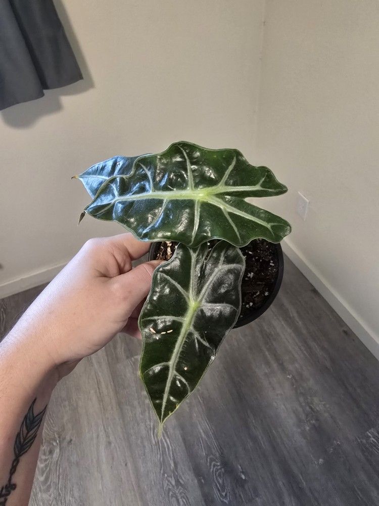 Alocasia Polly Plants