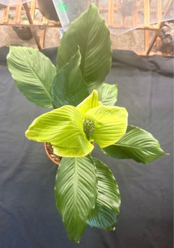 Large Blooming Peace Lily – Mother Plant