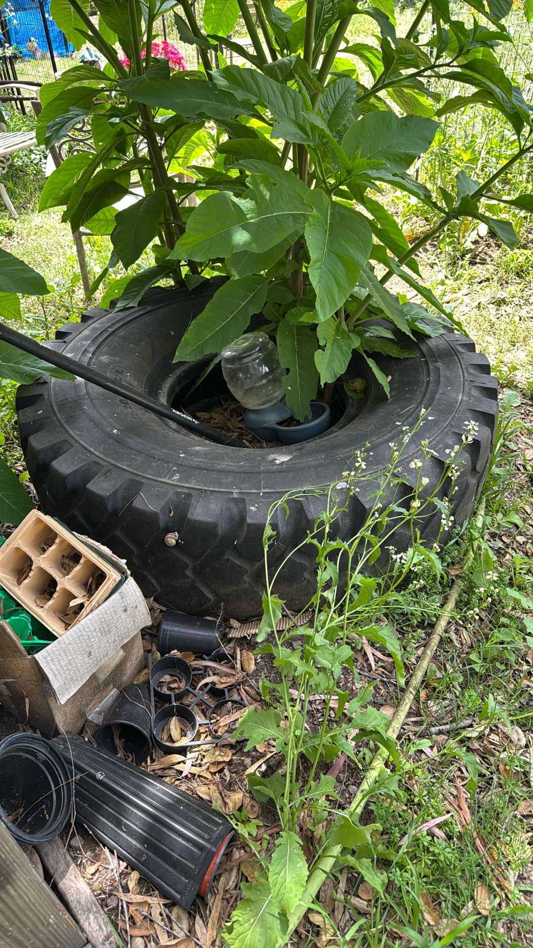 Large Tractor Tire 🛞 