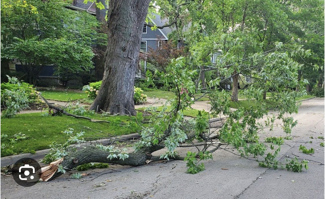 Need Tree Debris Hauled Away?