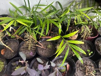 Ginger plants