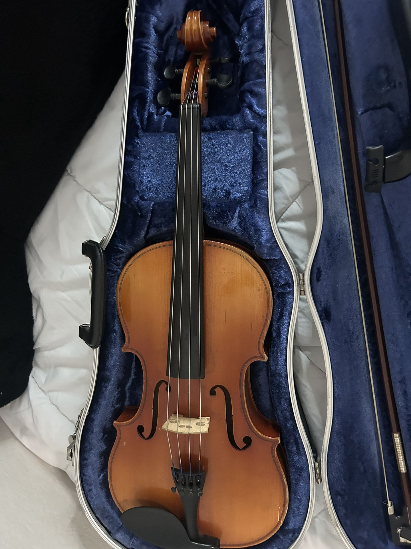 Viola