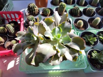 Big Succulent