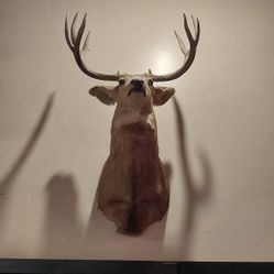 Deer Shoulder Mount Taxidermy 8 Points 