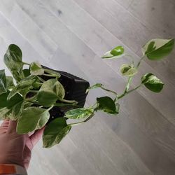 Pothos N'Joy Houseplant