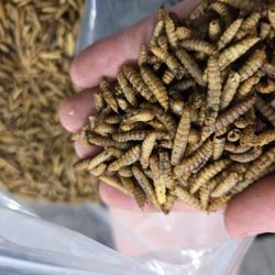 Black Solder Larve Dry 