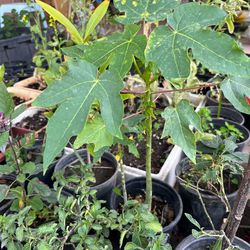 Hawaiian Papaya Trees,  2 plants in a pot