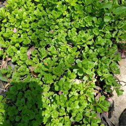 Sedum ground cover. Yellowflowers