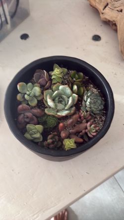 Succlent arrangement in medium size black surrogated planter