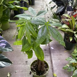 6” Money Tree