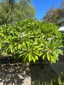 Plumeria plants