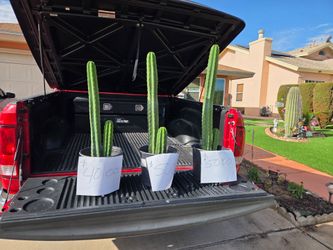 san pedro cactus