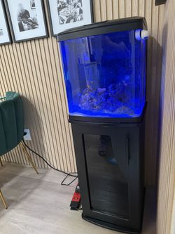 Fish Tank With Live Fish & Corals