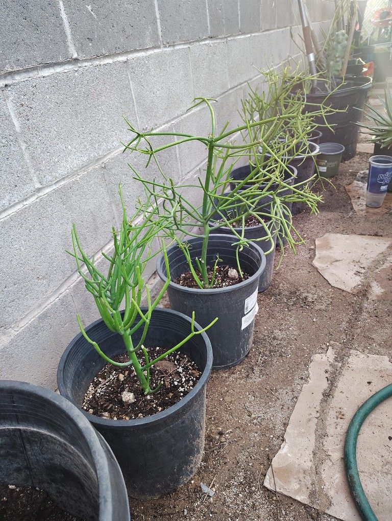 Fire stick Plants