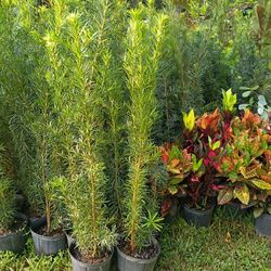 podocarpus  over 4 feet tall Instant Privacy Hedge For Fence Green Full Ready 