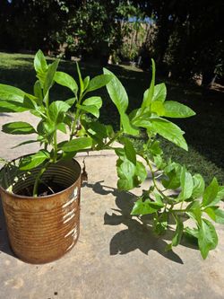 Insulina Plant Medesinal