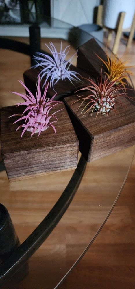 Air Plant Holders