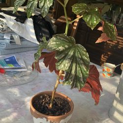Texas Wild Begonia Plant