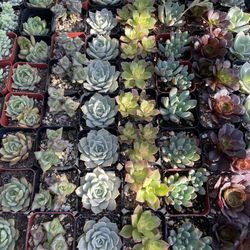 Succulent And Cactus Plants for party favors in Covina