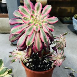 Aeonium Chanel Variegated Imported