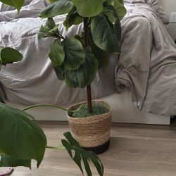 Artificial Fig Tree 
