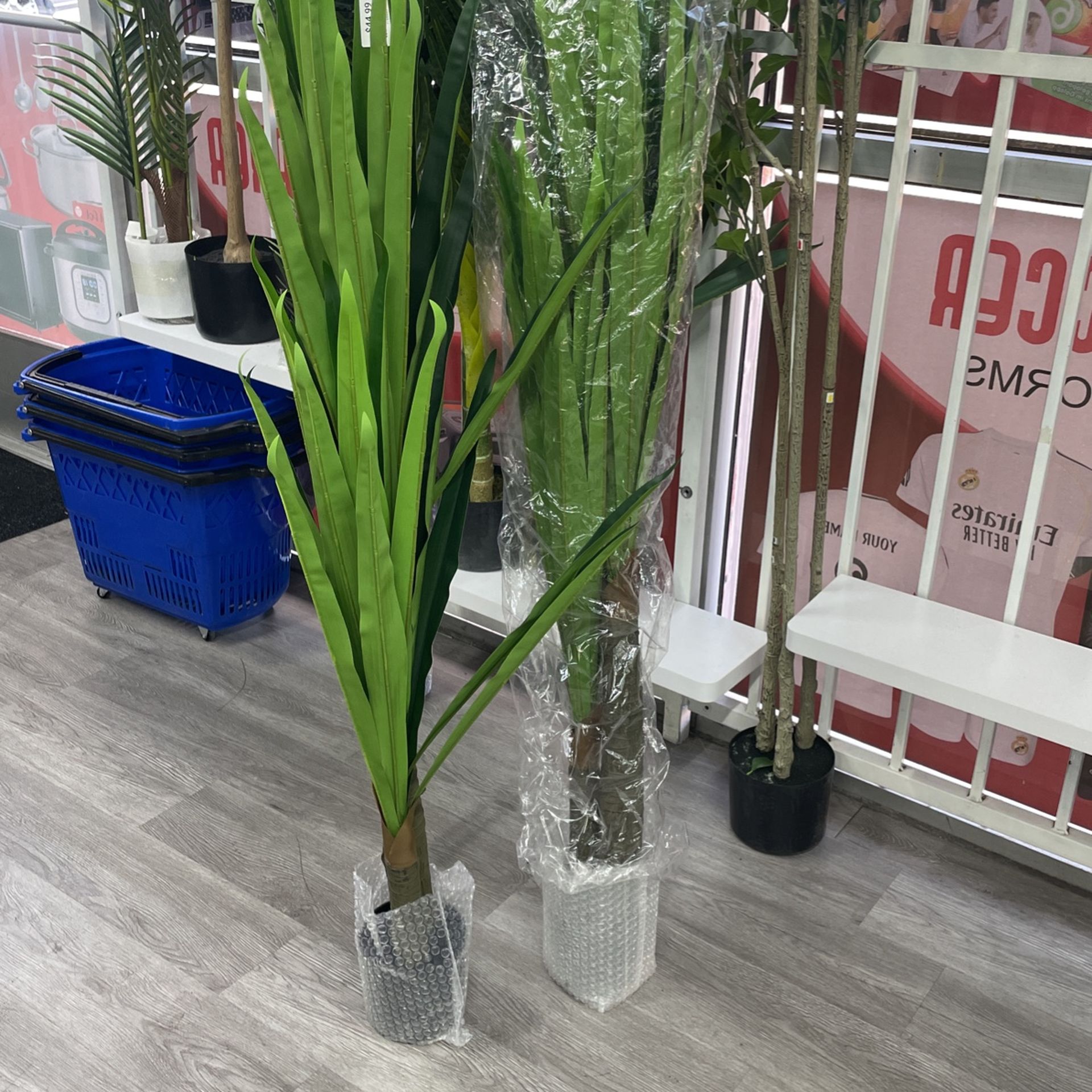 2pcs Haiphong Palm 4 Feet Tree