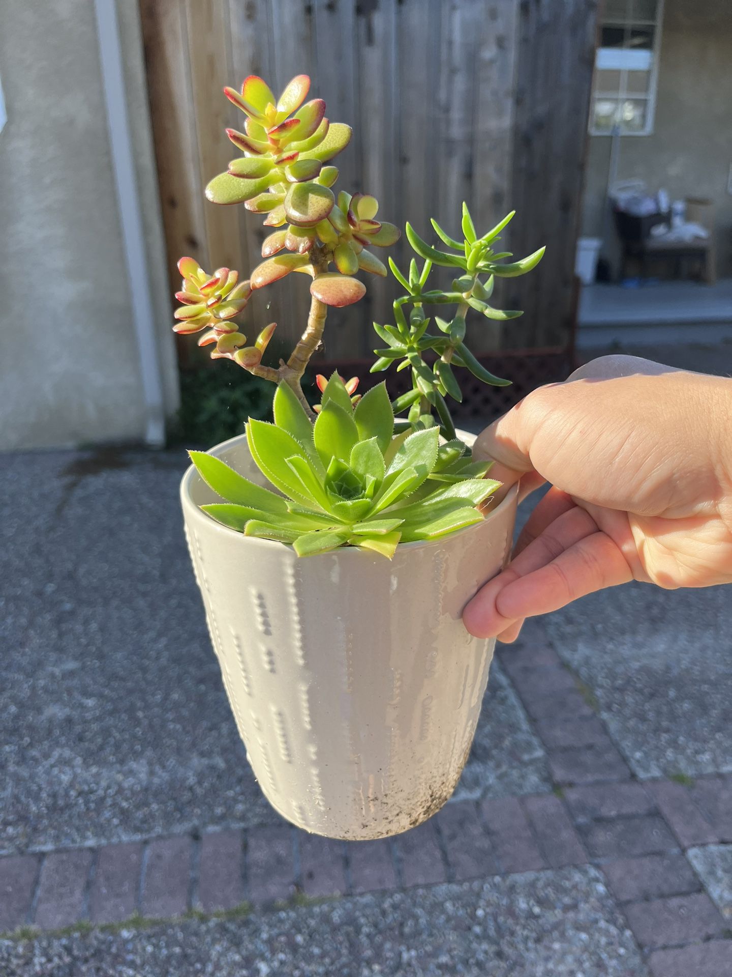 Succulent Arrangement Plants In Ceramic Flower Pot