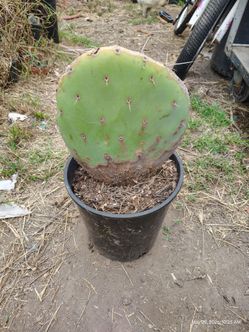 Silver Dollar Cactus plant