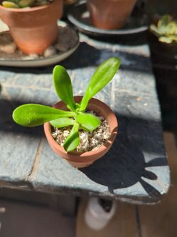 Establish succulent and mini terracotta pot