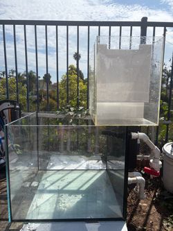 50 Gallon Rimless Reef Tank & Sump