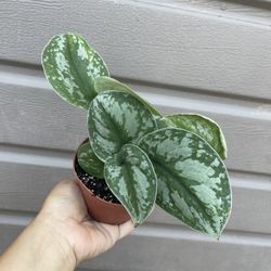 4” scindapsus silver queen