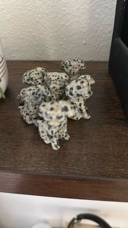 Dalmatian Jasper 6 Puppies