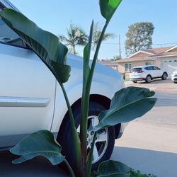Bird of Paradise Plant 