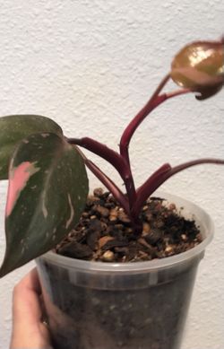 Marbled Pink Philodendron Princess 
