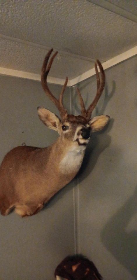 Deer Mount