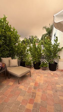 Instant Privacy Screen – Large Mature Clusia – Approx. 6 Ft Tall