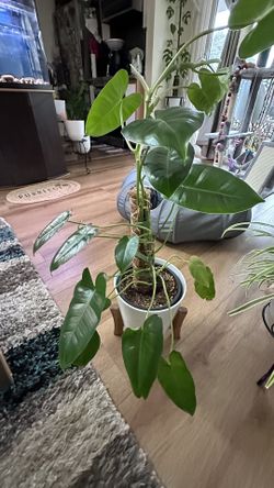 Philodendron Burle Marx