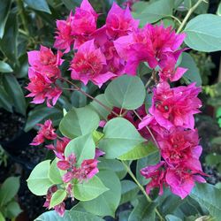 aquatica plant Money Tree | Pachira Aquatica | Care Guide and Pro Tips - Delivery from  Toronto across Canada main image 0