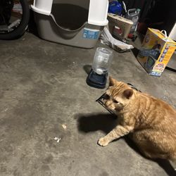 Cat Litter Box