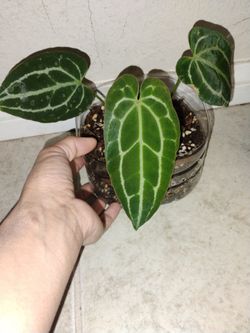 Anthurium Crystallinum