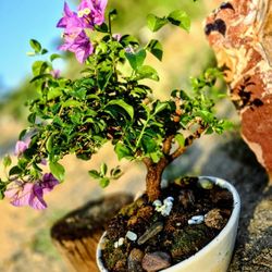Bonsai 