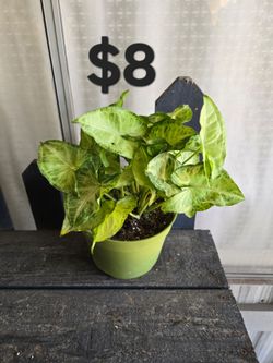 Arrowhead Plant