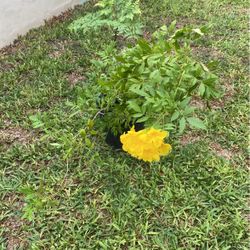 Plantas $15.00 Esperaza  