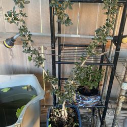 Olive Tree Shaped As A Heart Bonsai $65 In A Blue Ceramic Pot