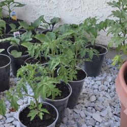 Tomatoes
