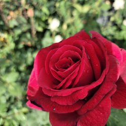 Rose Bush